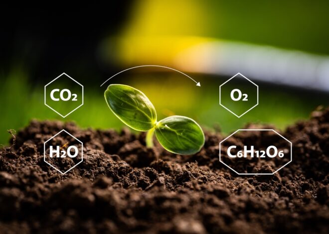 Pflanzliche Photosynthese – Eine klimafreundliche Energiequelle mit großem Zukunftspotenzial