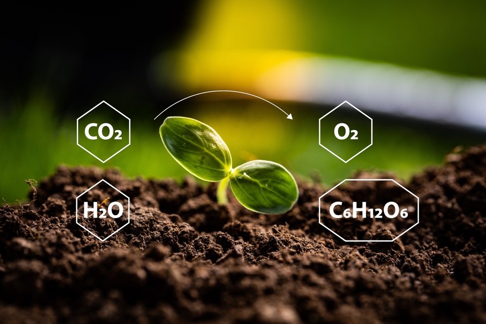 Pflanzliche Photosynthese – Eine klimafreundliche Energiequelle mit großem Zukunftspotenzial